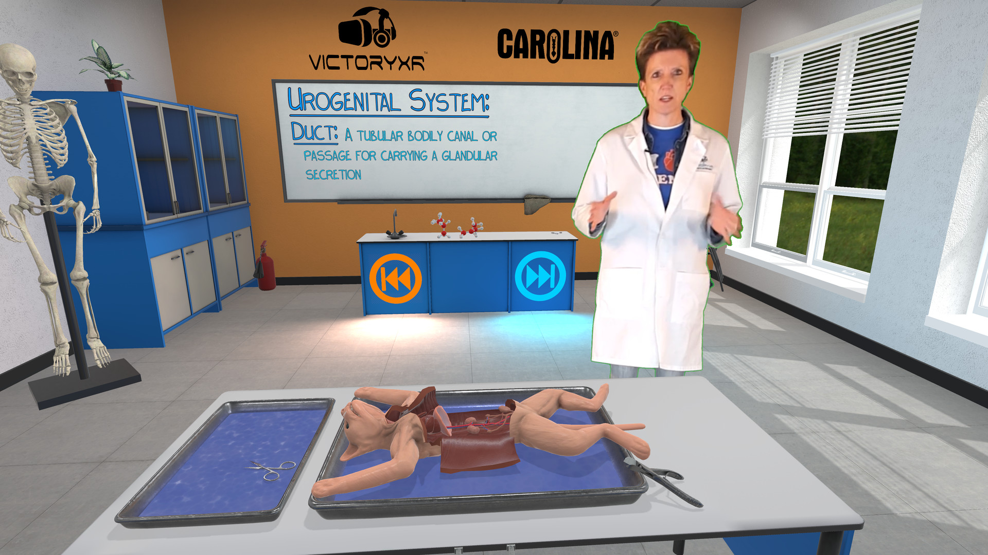 Oculus Quest游戏《解剖模拟器 猫科动物》Dissection Simulator – Cat Edition Dissection Simulator–Cat Edition Oculus Meta Quest education game