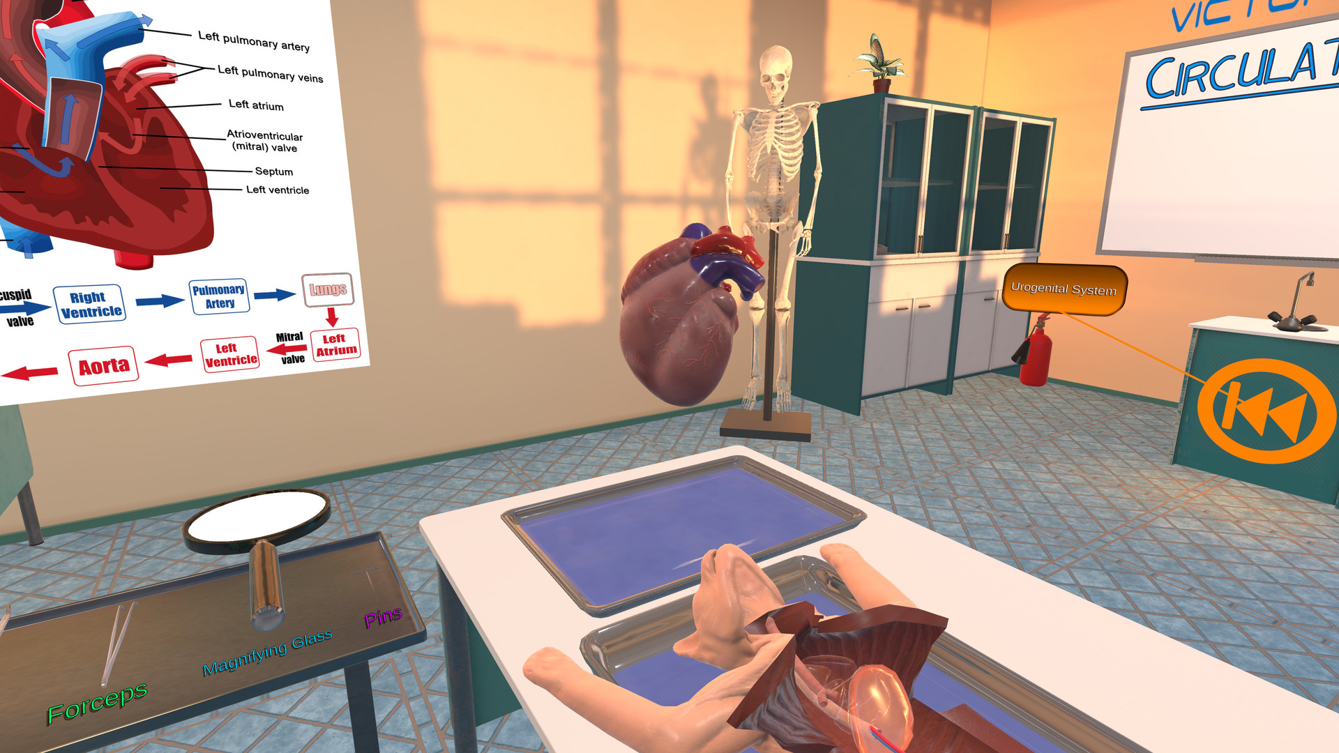 Oculus Quest游戏《解剖模拟器 猫科动物》Dissection Simulator – Cat Edition Dissection Simulator–Cat Edition Oculus Meta Quest education game