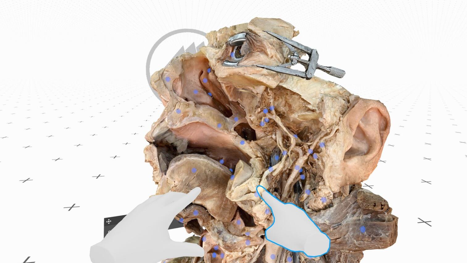 Oculus Quest 游戏《医疗全息甲板解剖大师 XR》Medicalholodeck is Dissection Master XR Dissection Master XR Oculus Meta Quest education game