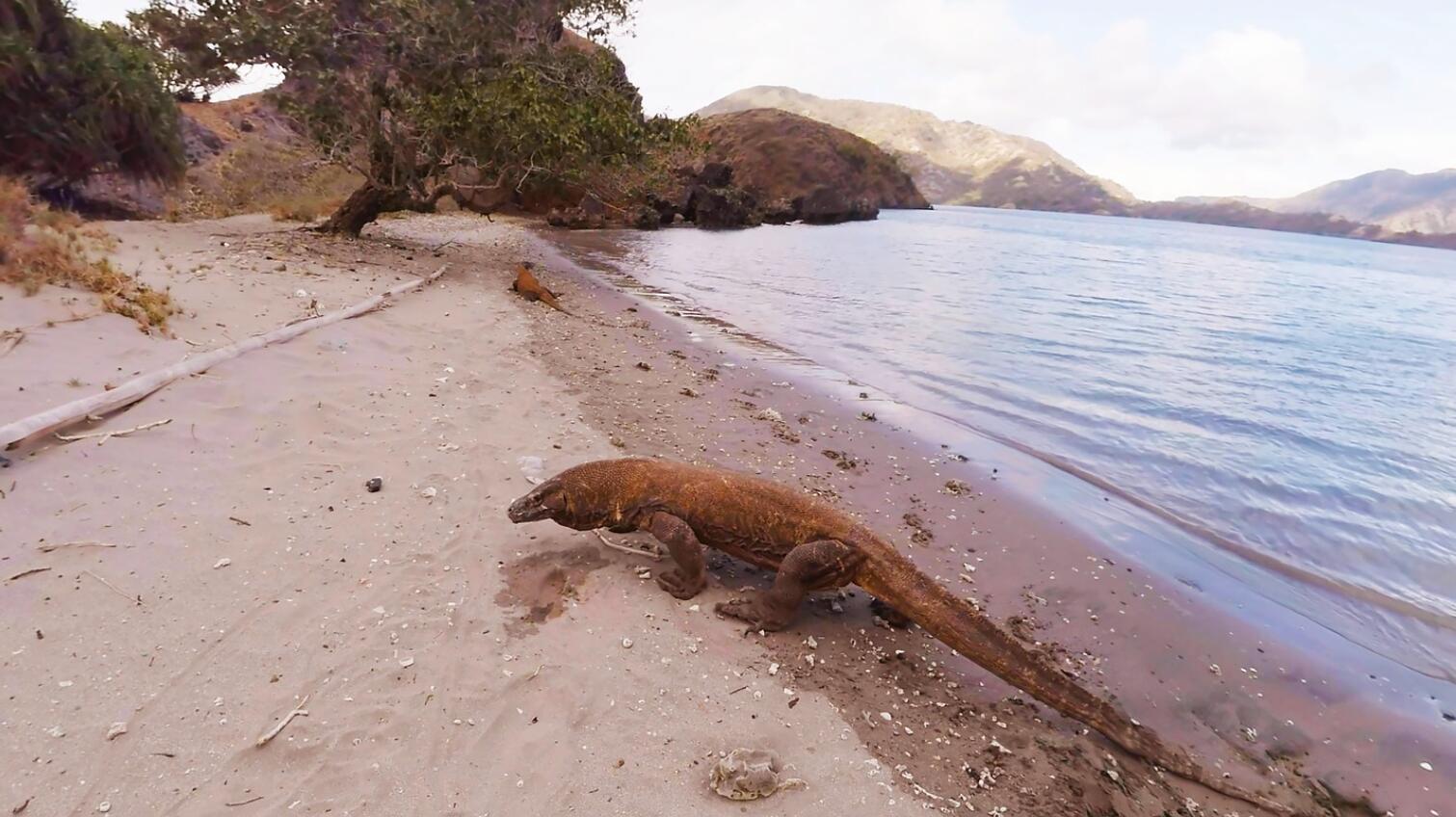 Oculus Quest 游戏《Komodo VR》科莫多 Komodo A Paradise Under Pressure Quest VR Games