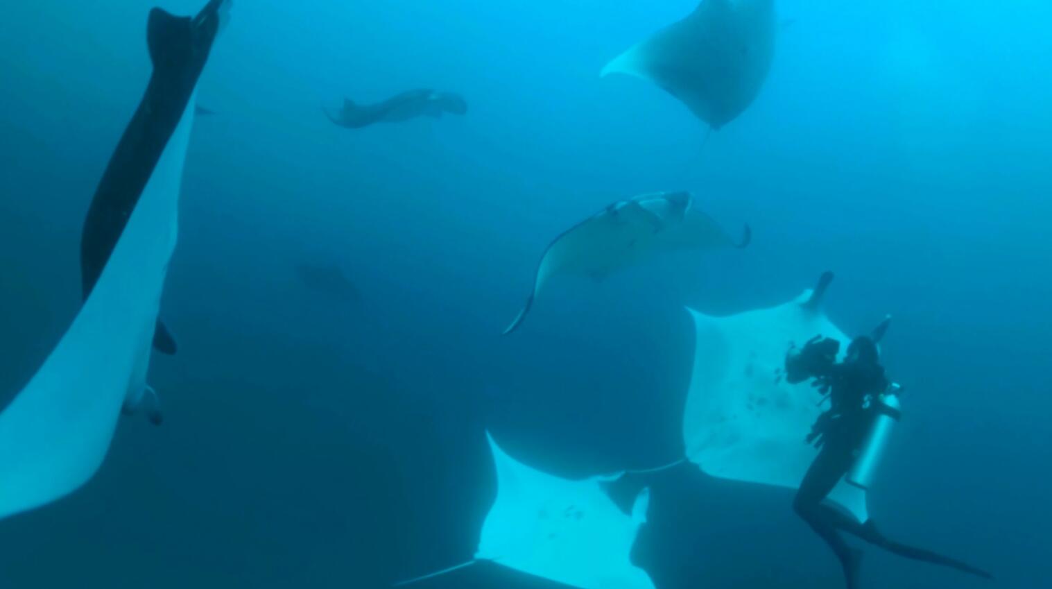 Oculus Quest 游戏《Komodo VR》科莫多 Komodo A Paradise Under Pressure Quest VR Games