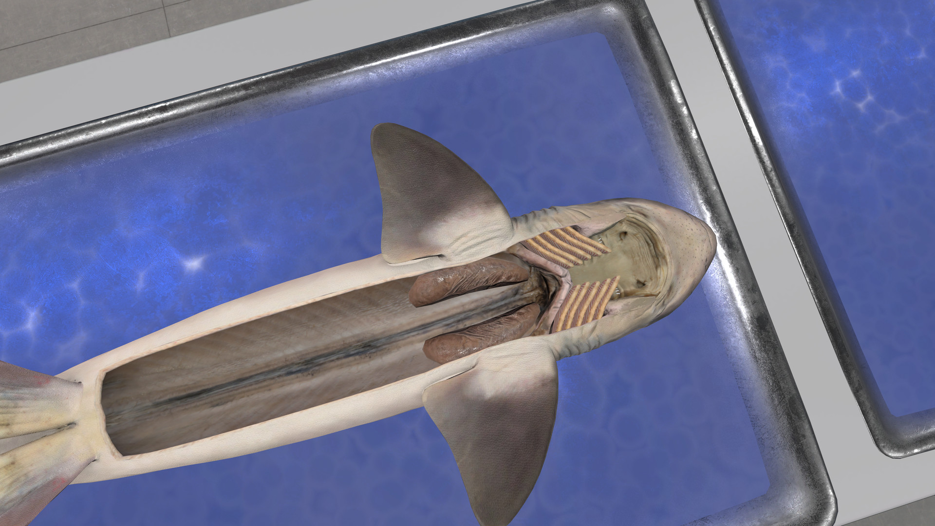 Oculus Quest 游戏《解剖模拟器 鲨鱼》Dissection Simulator: Shark Edition VR Dissection Simulator- Shark Edition Oculus Meta Quest VR Game